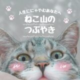 猫の顔