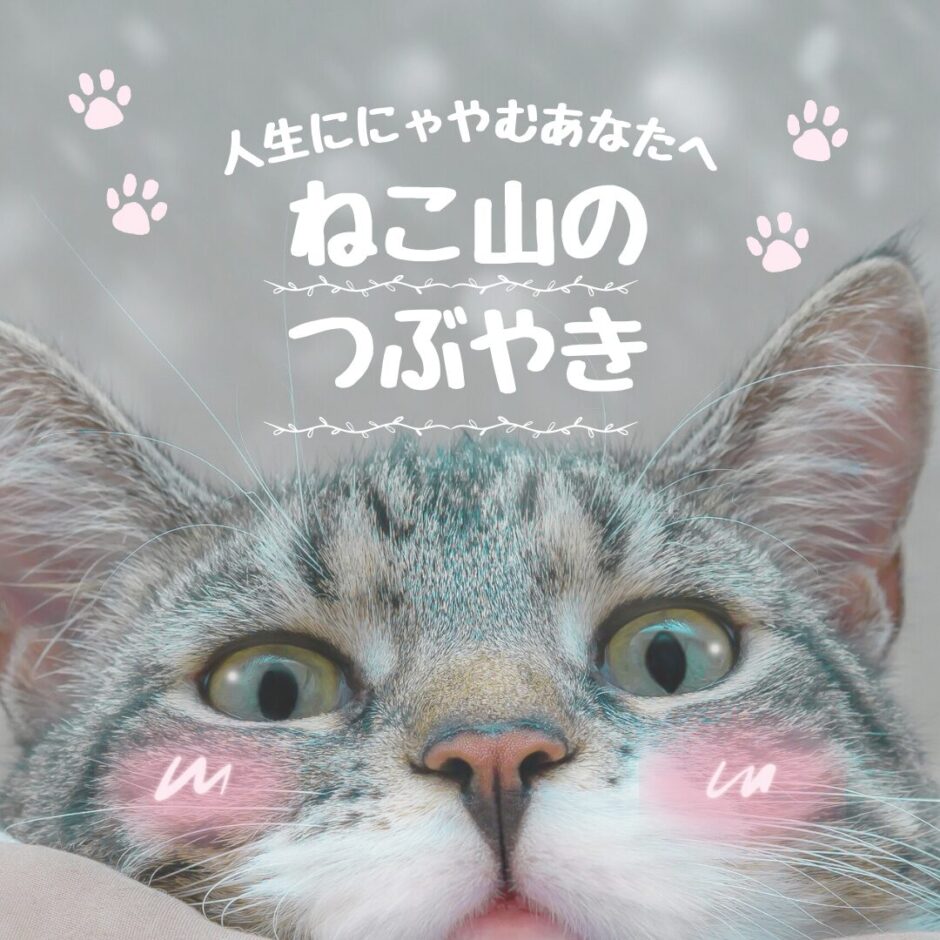 猫の顔