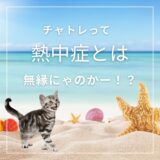 海と猫とヒトデ