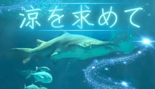 【涼を求めて🦈】