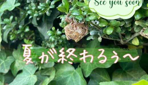 【夏が終わるぅ〜〜🌿】