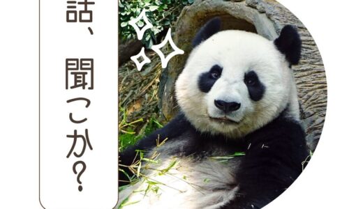 【話、聞こうか🐼？】