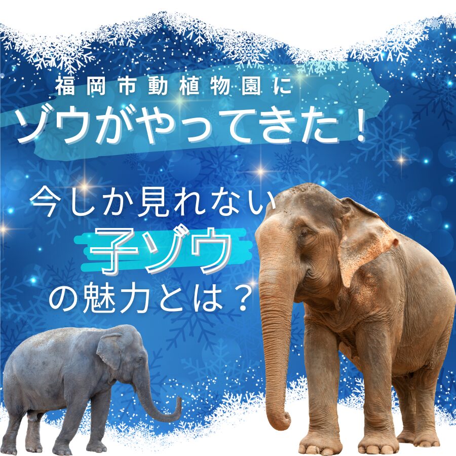 雪と２頭のゾウ