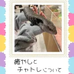 癒やしとチャトレについて