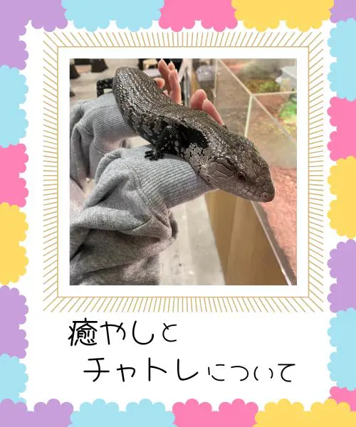 癒やしとチャトレについて