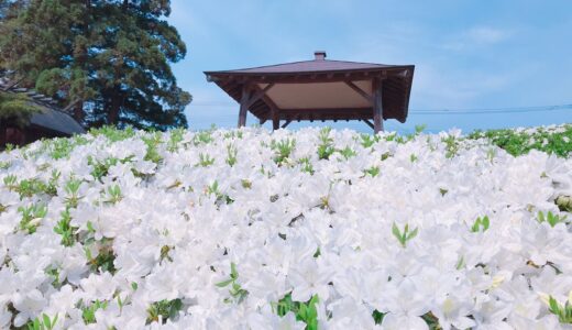 白つつじで心リフレッシュ♪