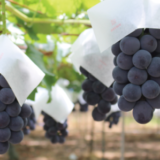 漆山果樹園🍇で癒やされよう