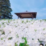 白つつじで心リフレッシュ♪ 白つつじ